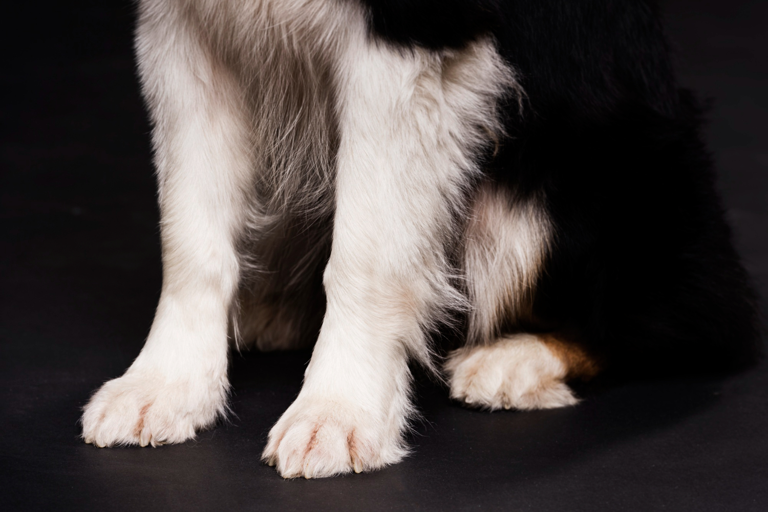 patas