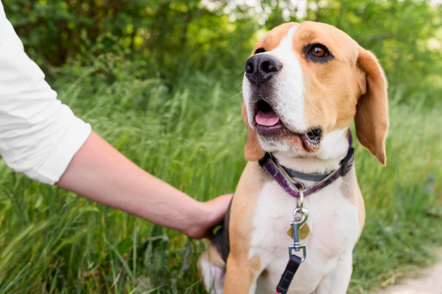 Entender a ansiedade canina é a chave para a solução do problema