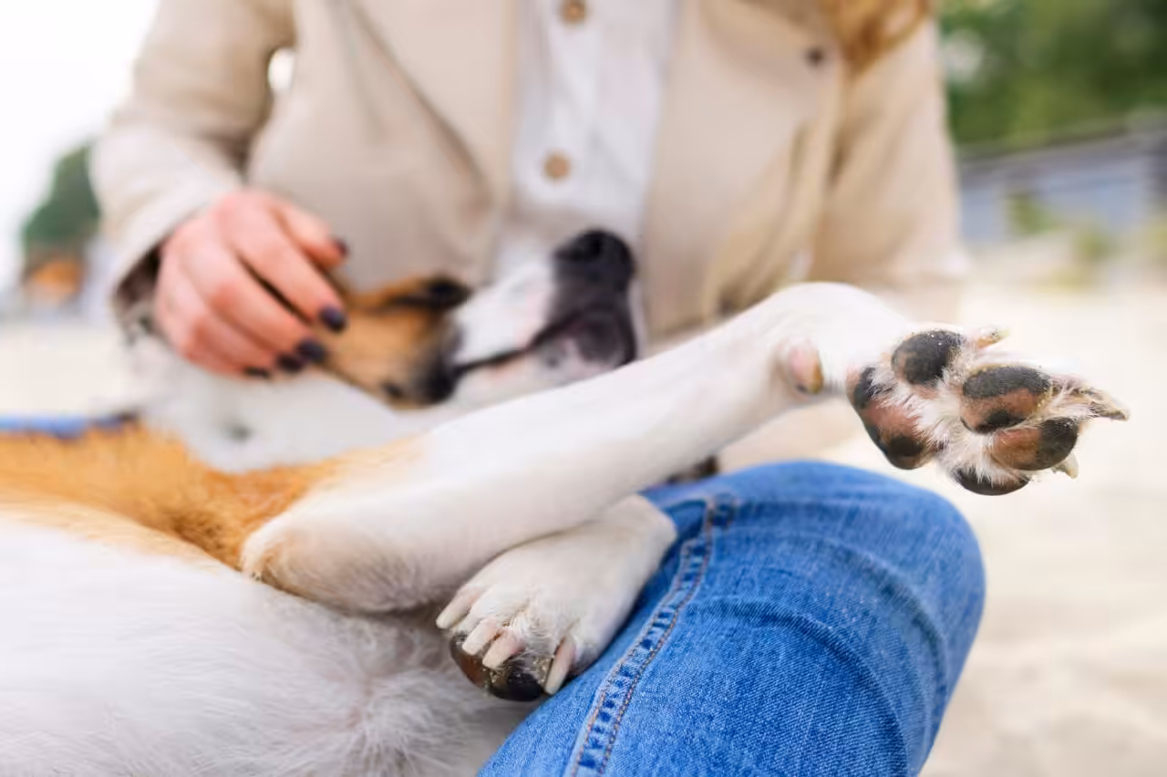 Temperaturas mais baixas exigem atenção redobrada com cães idosos
