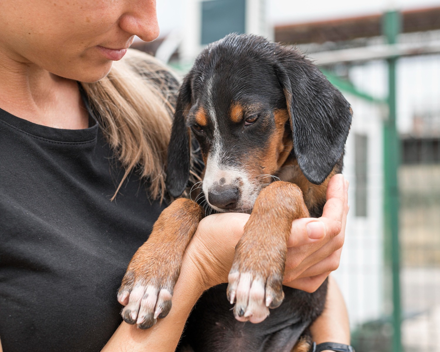 Adoção de animais deve ser feita com responsabilidade