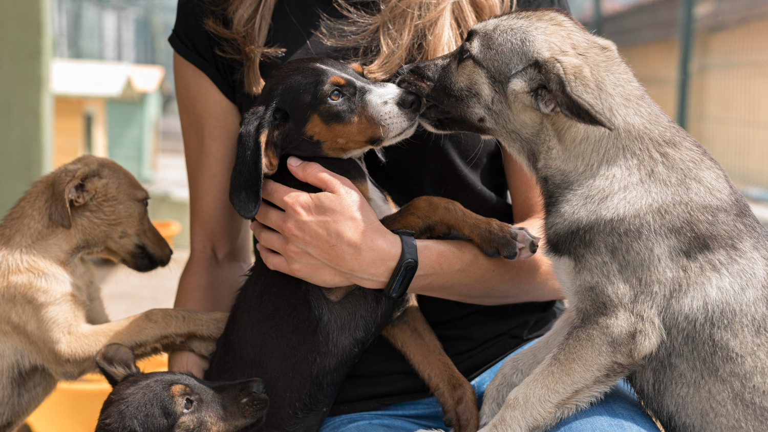 cães abrigo