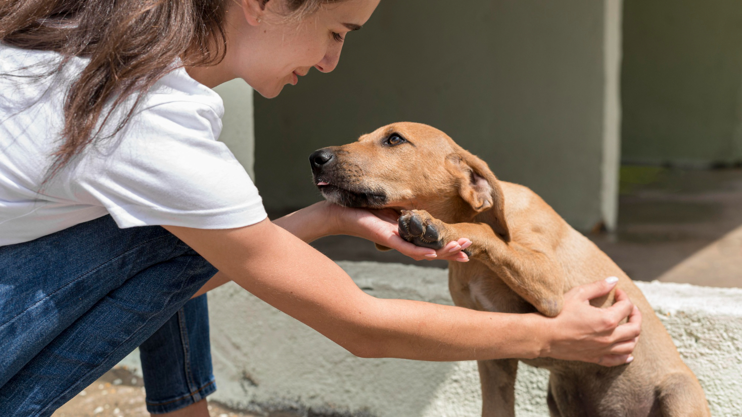 Dezembro Verde reforça a conscientização de combate ao abandono de animais