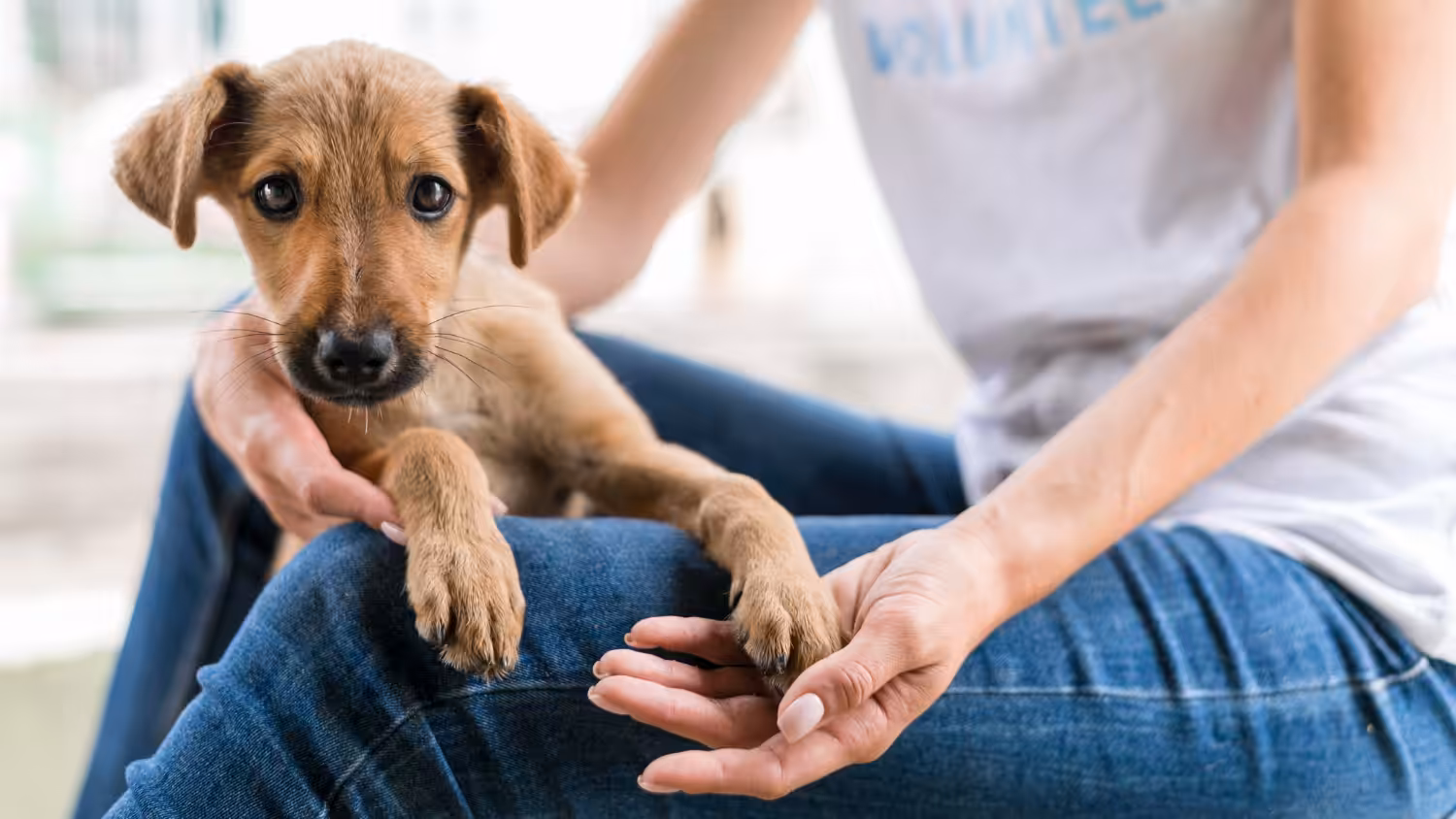 Vai adotar um pet? Veja cinco passos para uma convivência positiva
