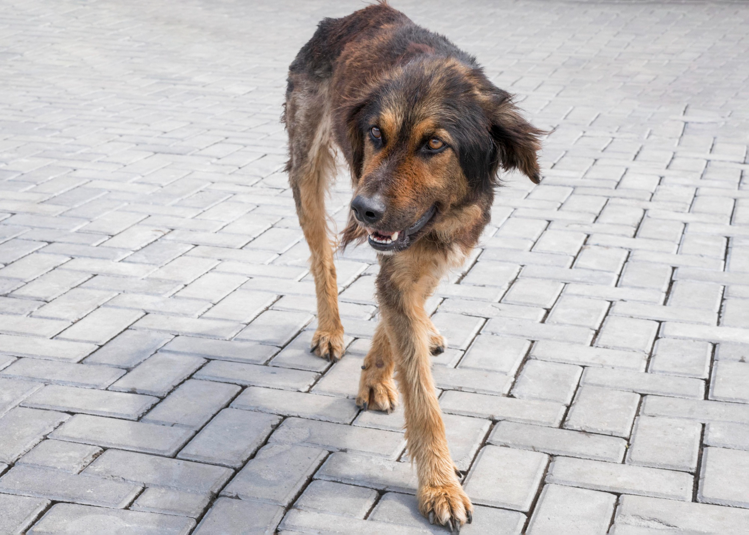 Quase 5 milhões de cães e gatos vivem em condições de vulnerabilidade no Brasil