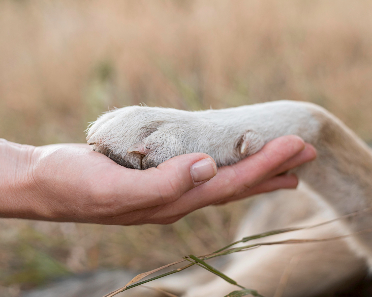 Janeiro Branco: dicas essenciais para cuidar da saúde mental dos pets