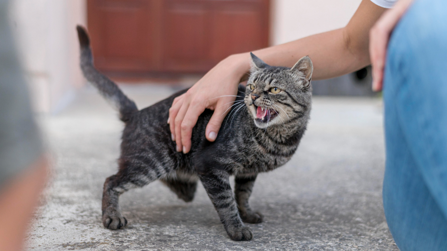 Atitudes dos tutores podem causar estresse e medo nos gatos