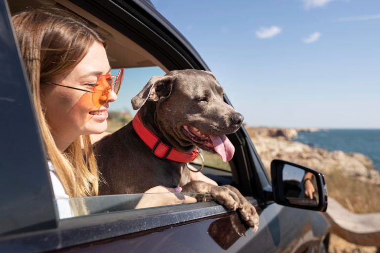 Férias: Descubra como garantir a segurança dos pets durante as viagens