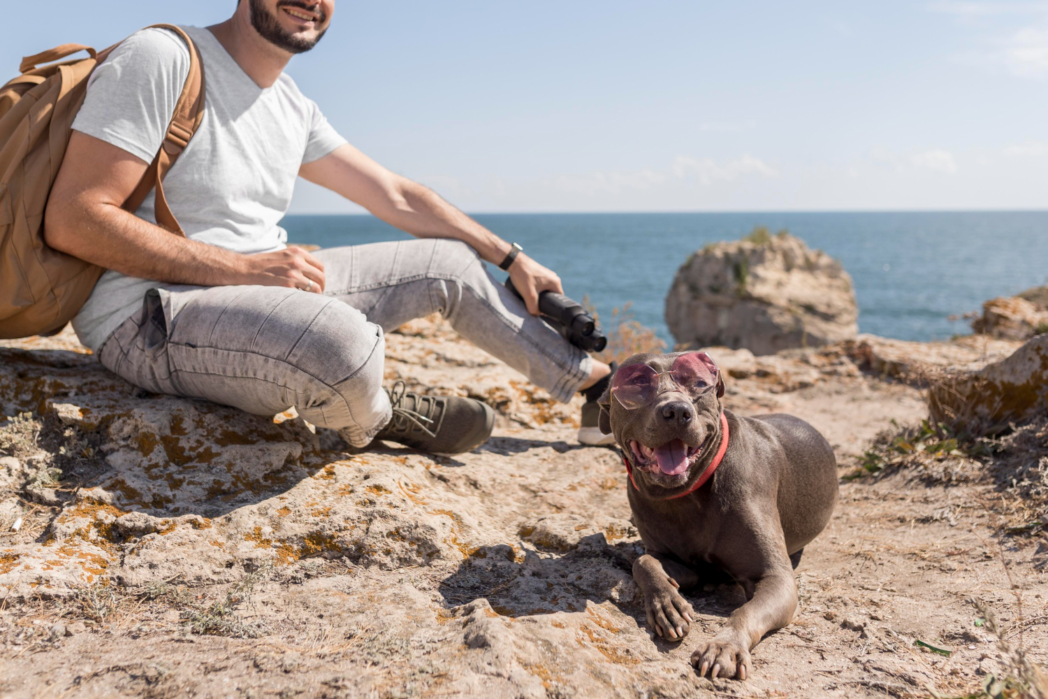 Vetnil dá dicas de cuidados com os pets nas viagens de férias