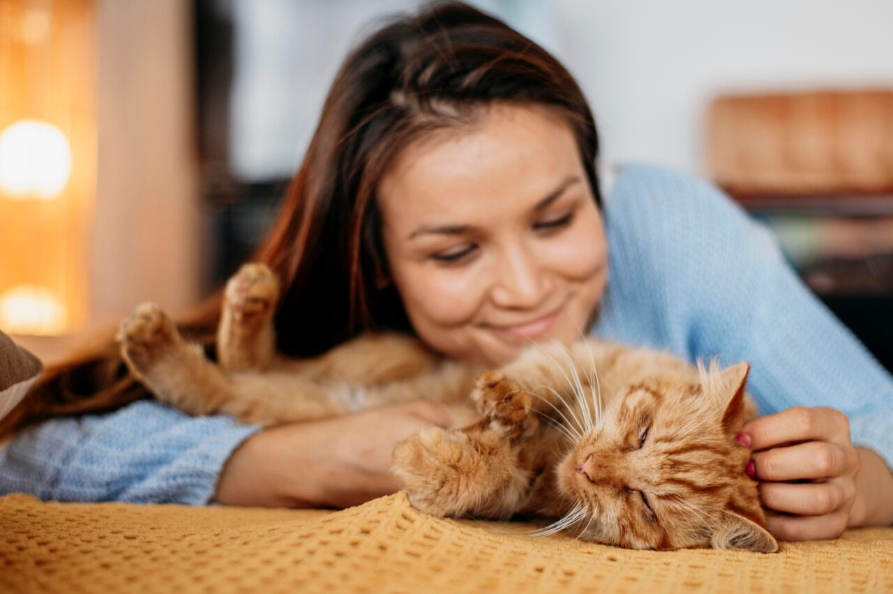 Com alguns treinos e paciência, é possível estabelecer fortes vínculos com seu gato 