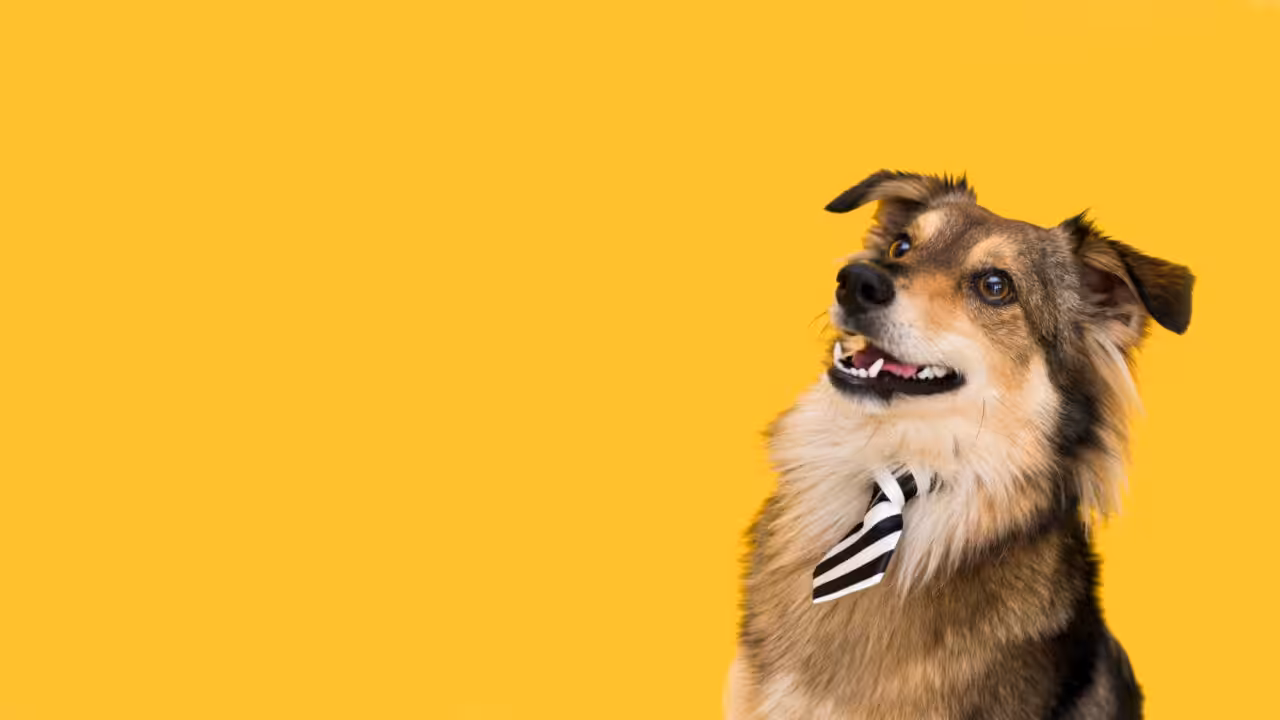 Maio Amarelo destaca informações sobre prevenção e diagnóstico de doenças renais em cães e gatos
