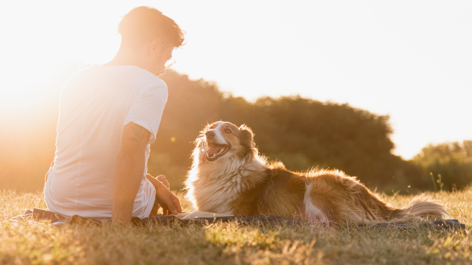 Pesquisa revela conexão cardíaca entre cão e tutor