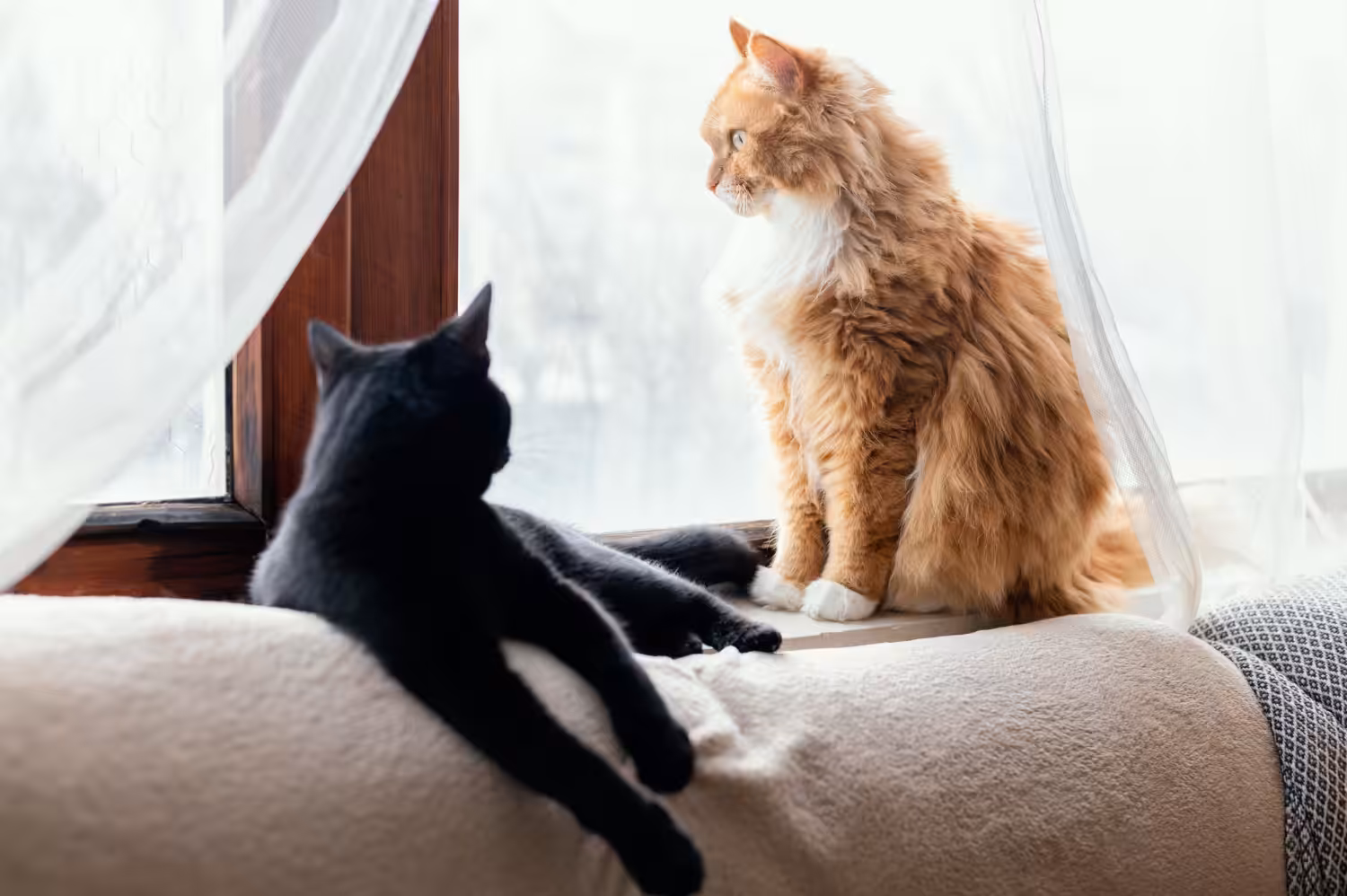 Introduzir um novo gato na casa pode ser um desafio para os tutores