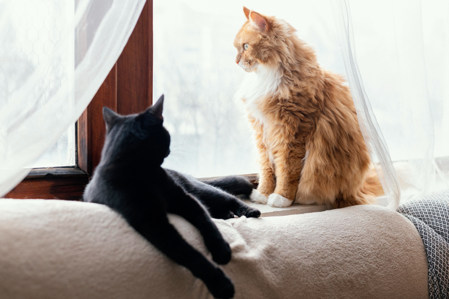 Introduzir um novo gato na casa pode ser um desafio para os tutores