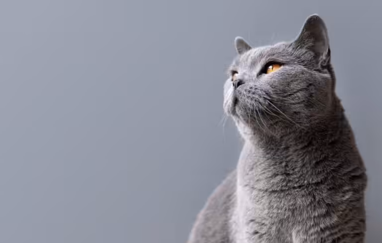 gato cinza