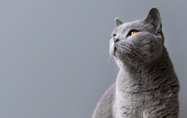 gato cinza