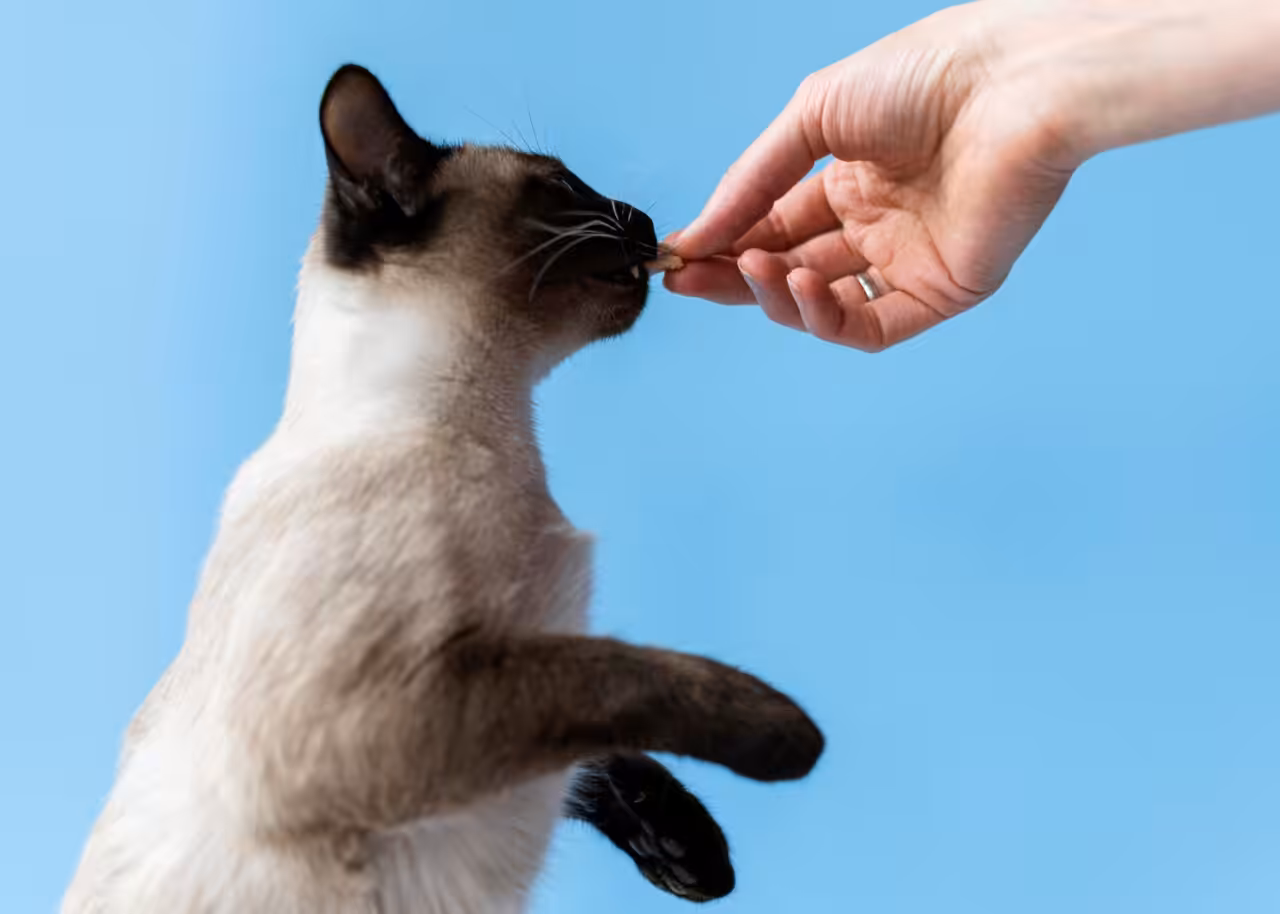 Exageros e dietas desequilibradas podem gerar obesidade nos pets