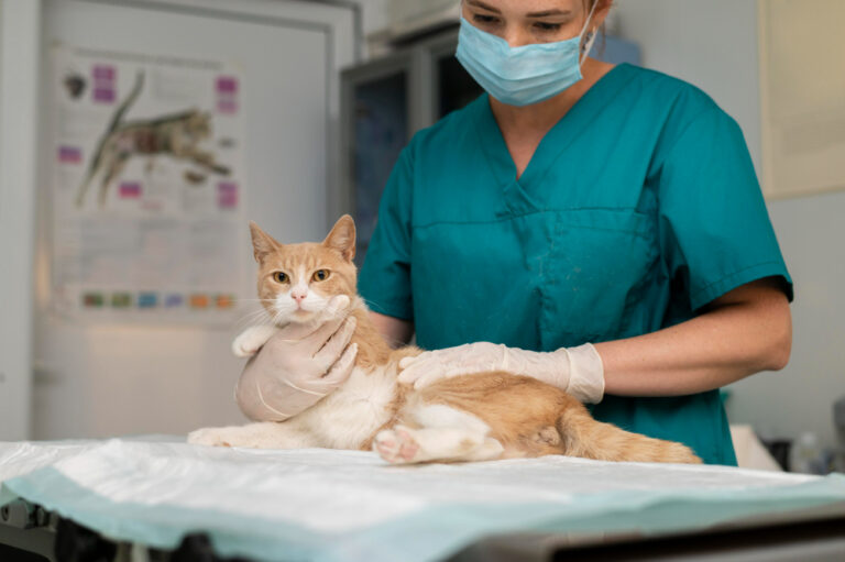 gato veterinário