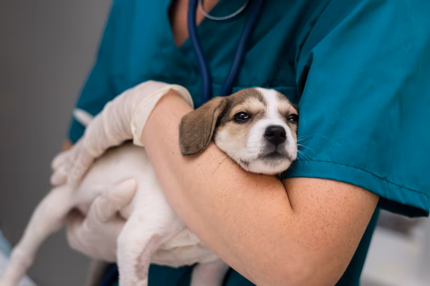 Você sabe o que é cinomose e como ela afeta a saúde dos cães?