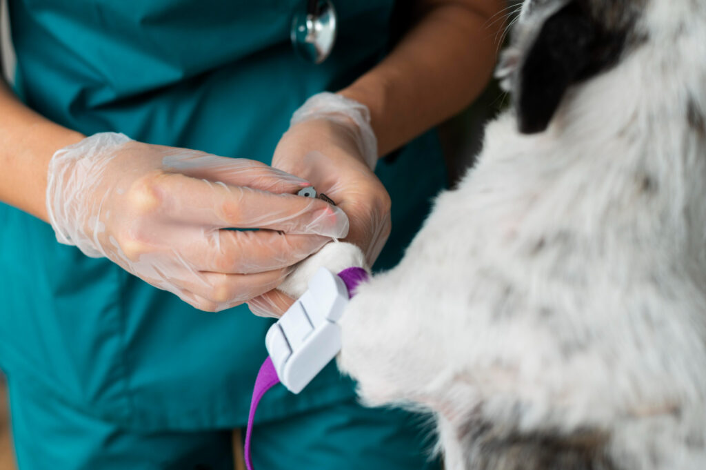 Campanha de doação de sangue é criada por Hospital Veterinário gratuito