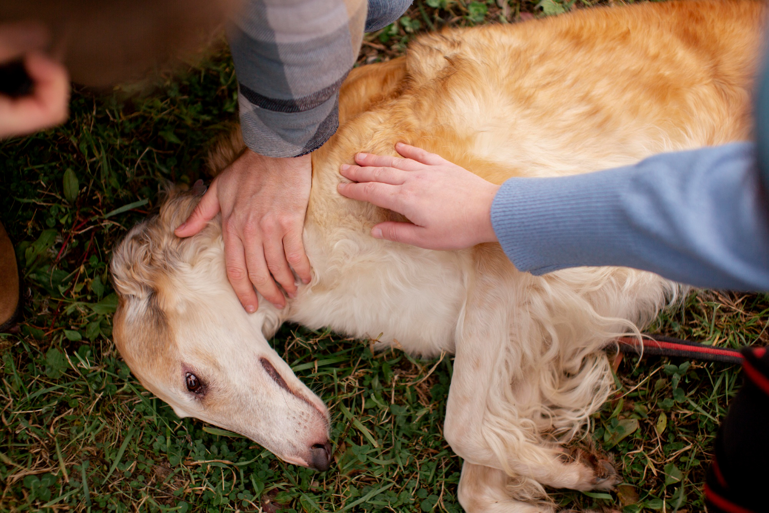 Veterinários orientam como agir em caso de engasgo em cães
