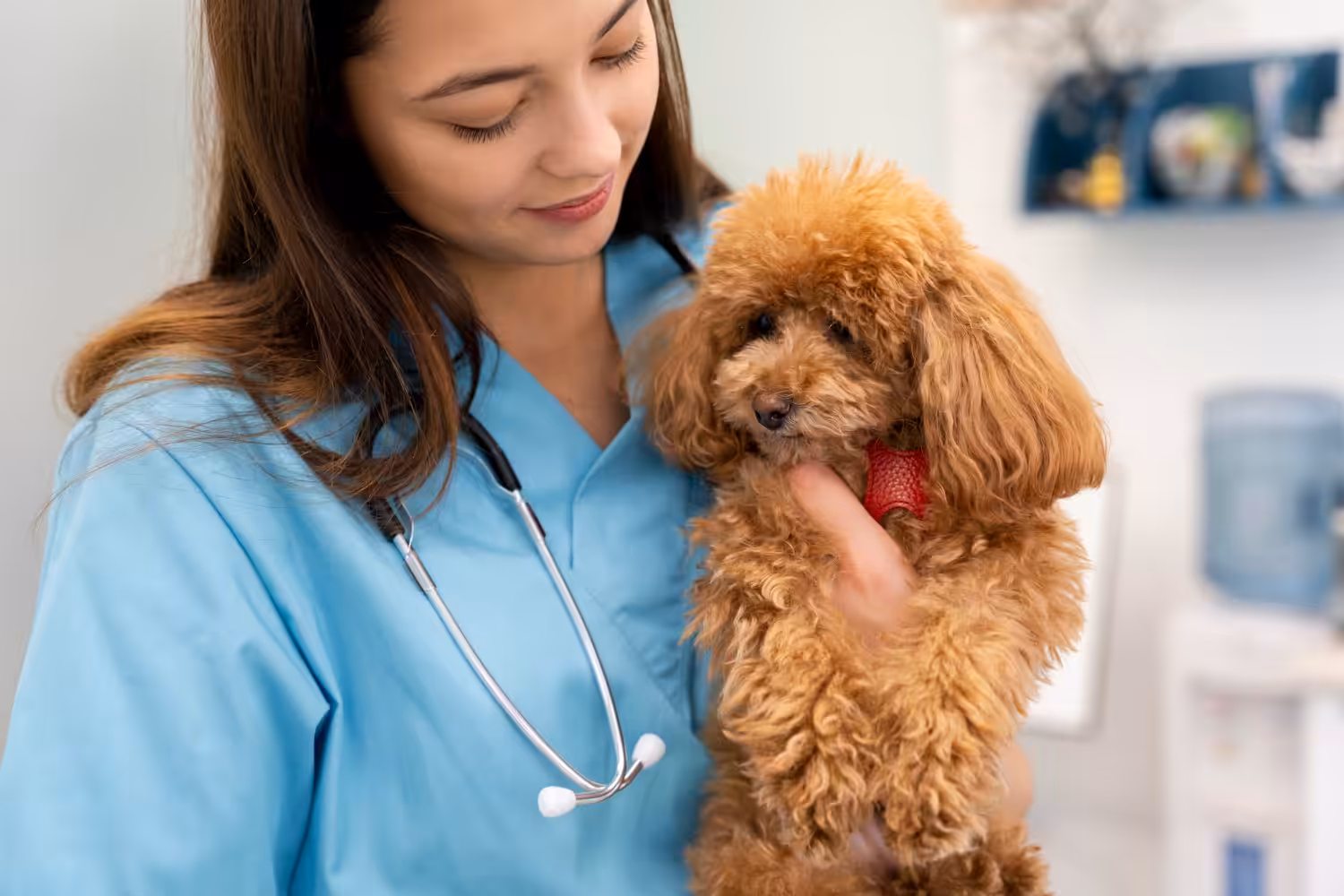 Conhecer as especialidades veterinárias pode auxiliar na hora dos cuidados pets