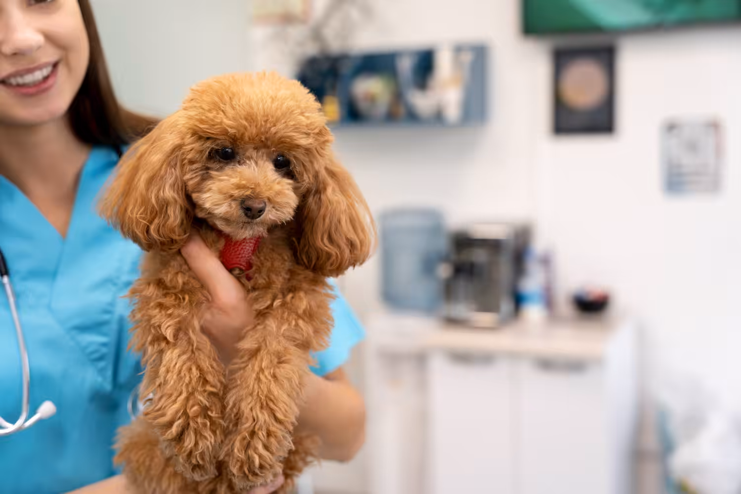 Controle de infecções bacterianas devolve bem-estar e saúde a cães e gatos