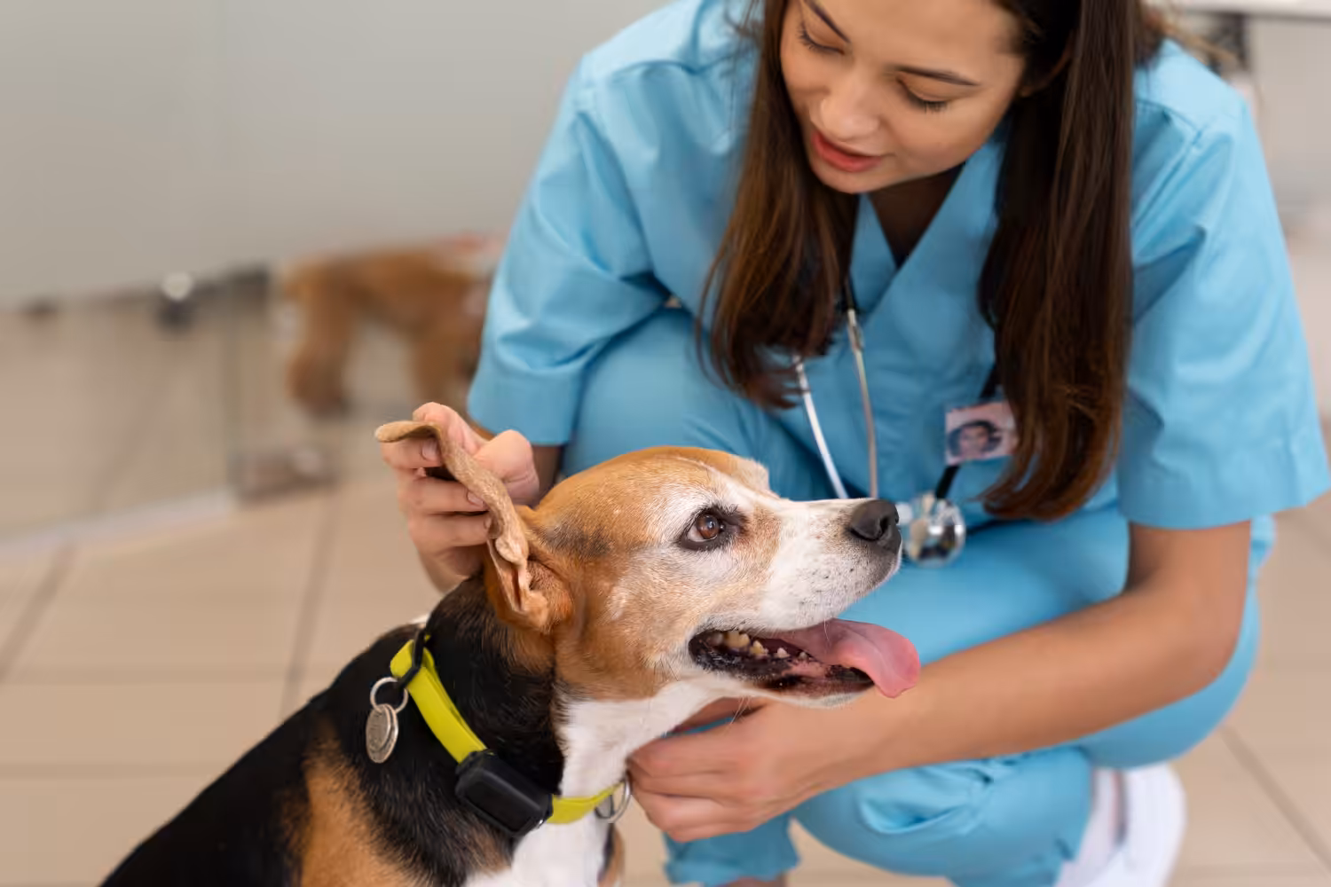 Falta de materialidade invalida denúncias contra médicos-veterinários no Rio de Janeiro