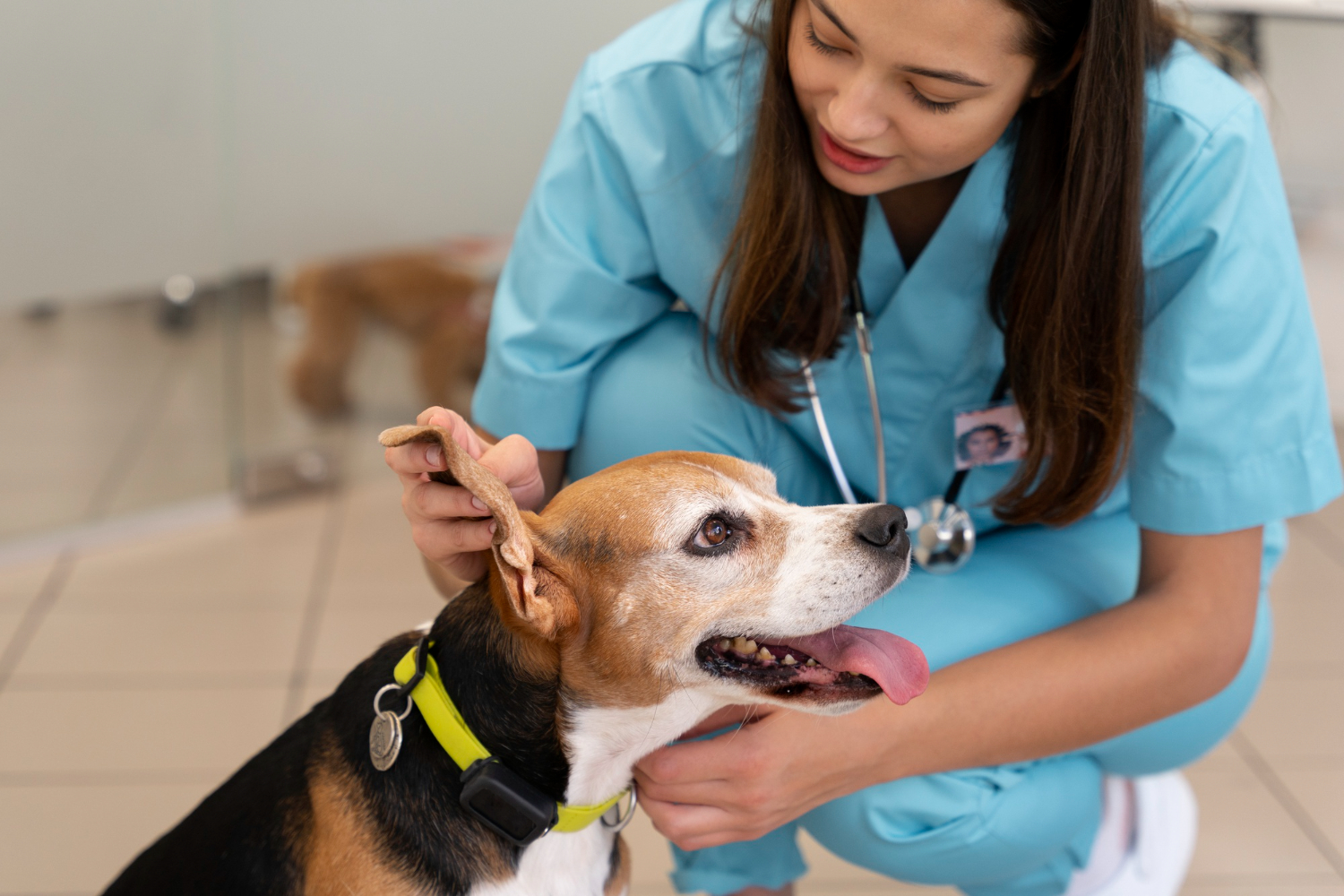 Falta de materialidade invalida denúncias contra médicos-veterinários no Rio de Janeiro