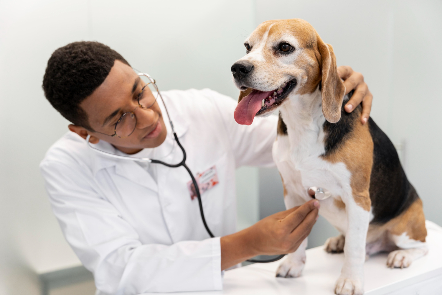 cães e veterinários