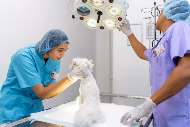 Cuidados de alta complexidade na veterinária: A importância de hospitais especializados para a saúde dos pets