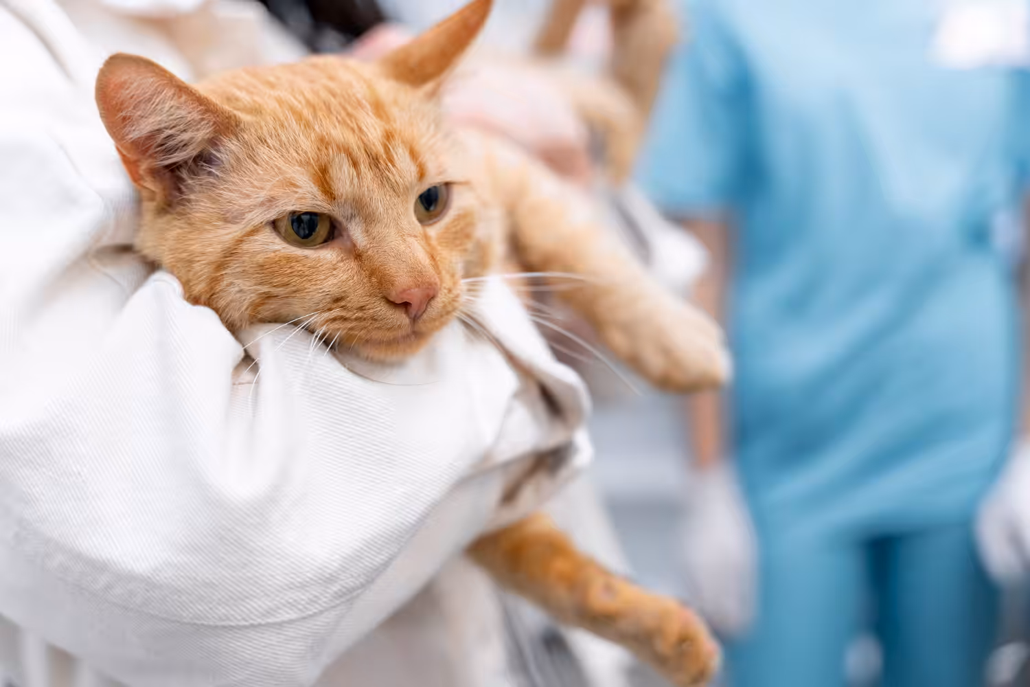 Entender a importância da castração de gatos é essencial para a saúde dos felinos
