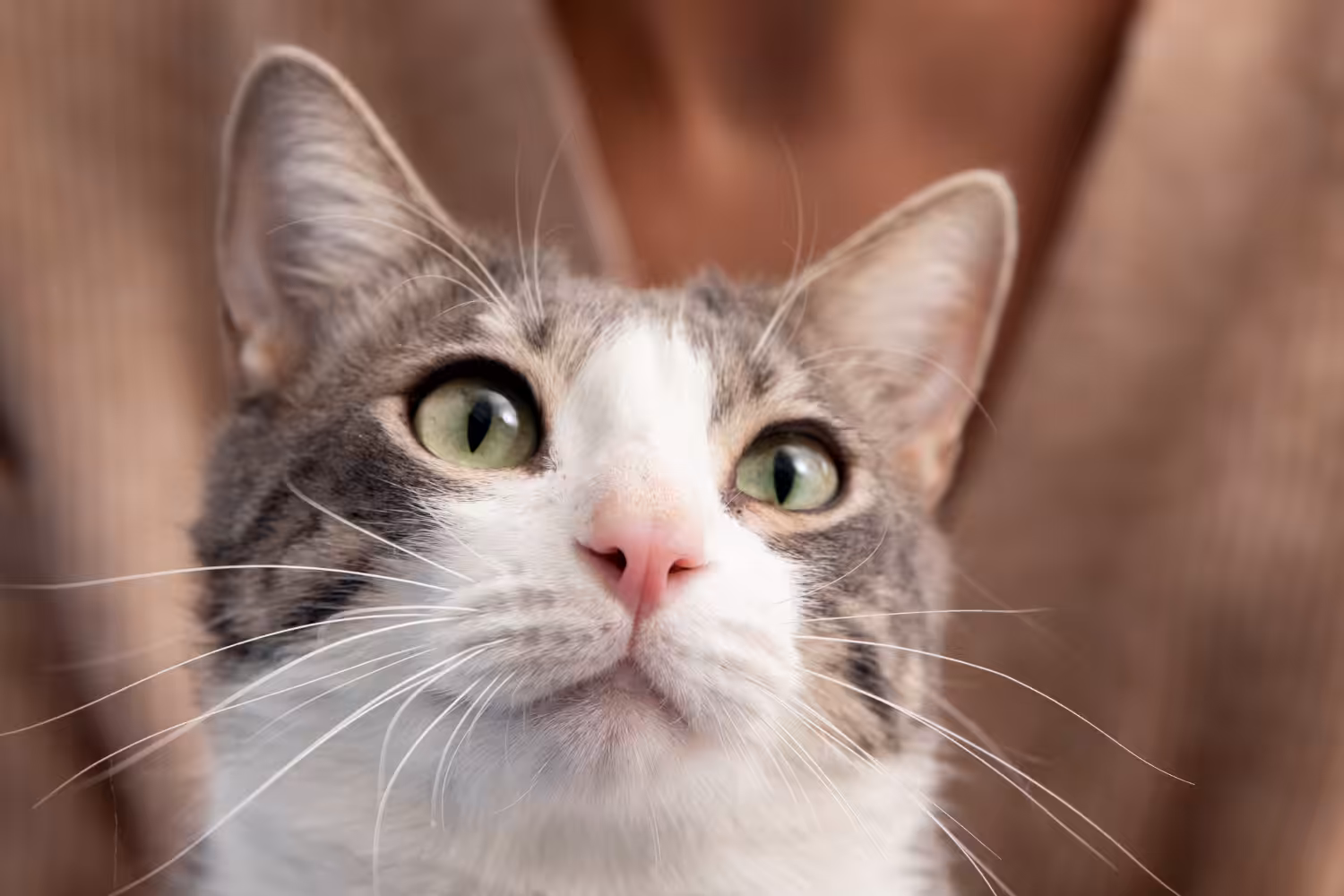 Conheça algumas curiosidade sobre os bigodes dos gatos