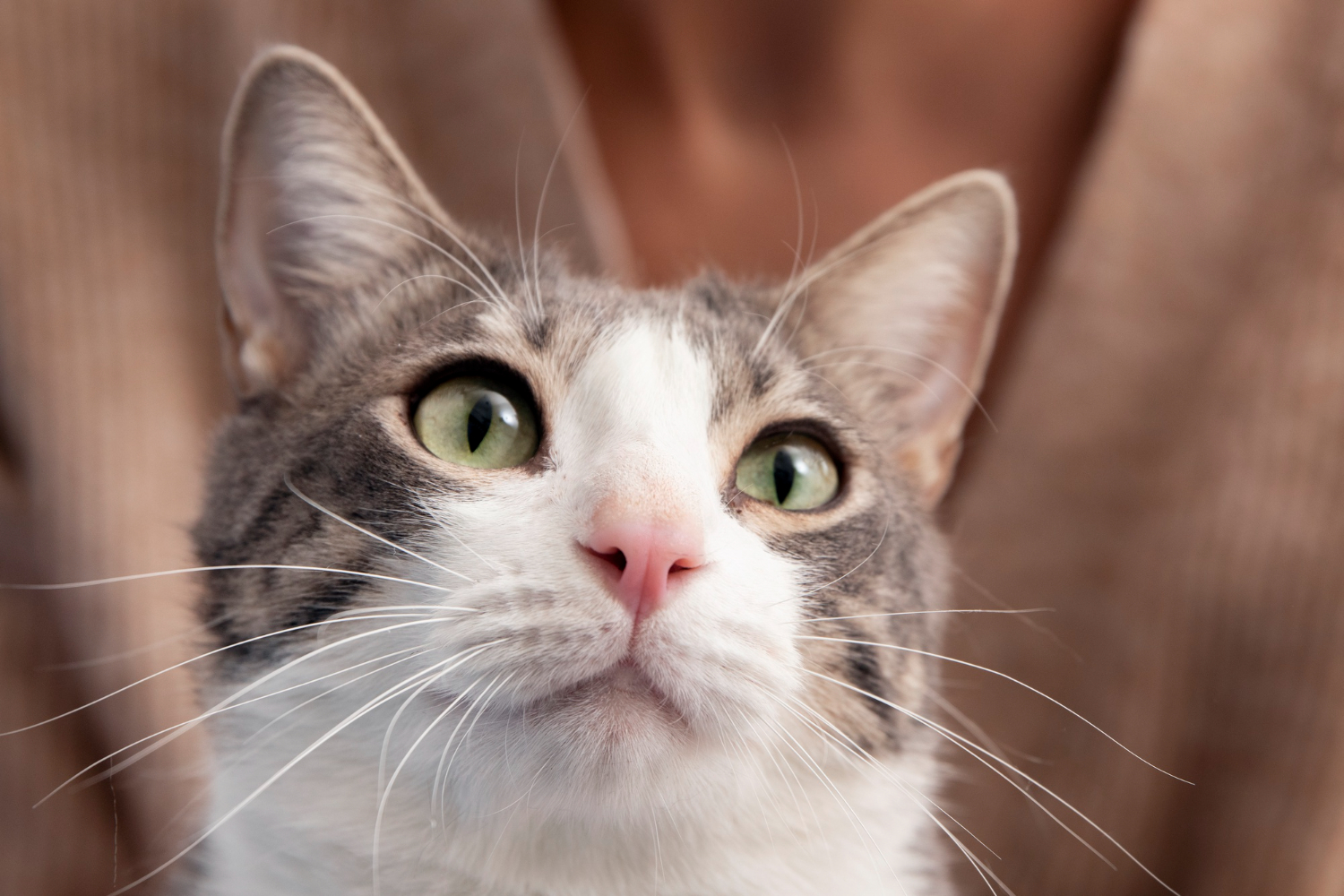 bigode dos gatinhos