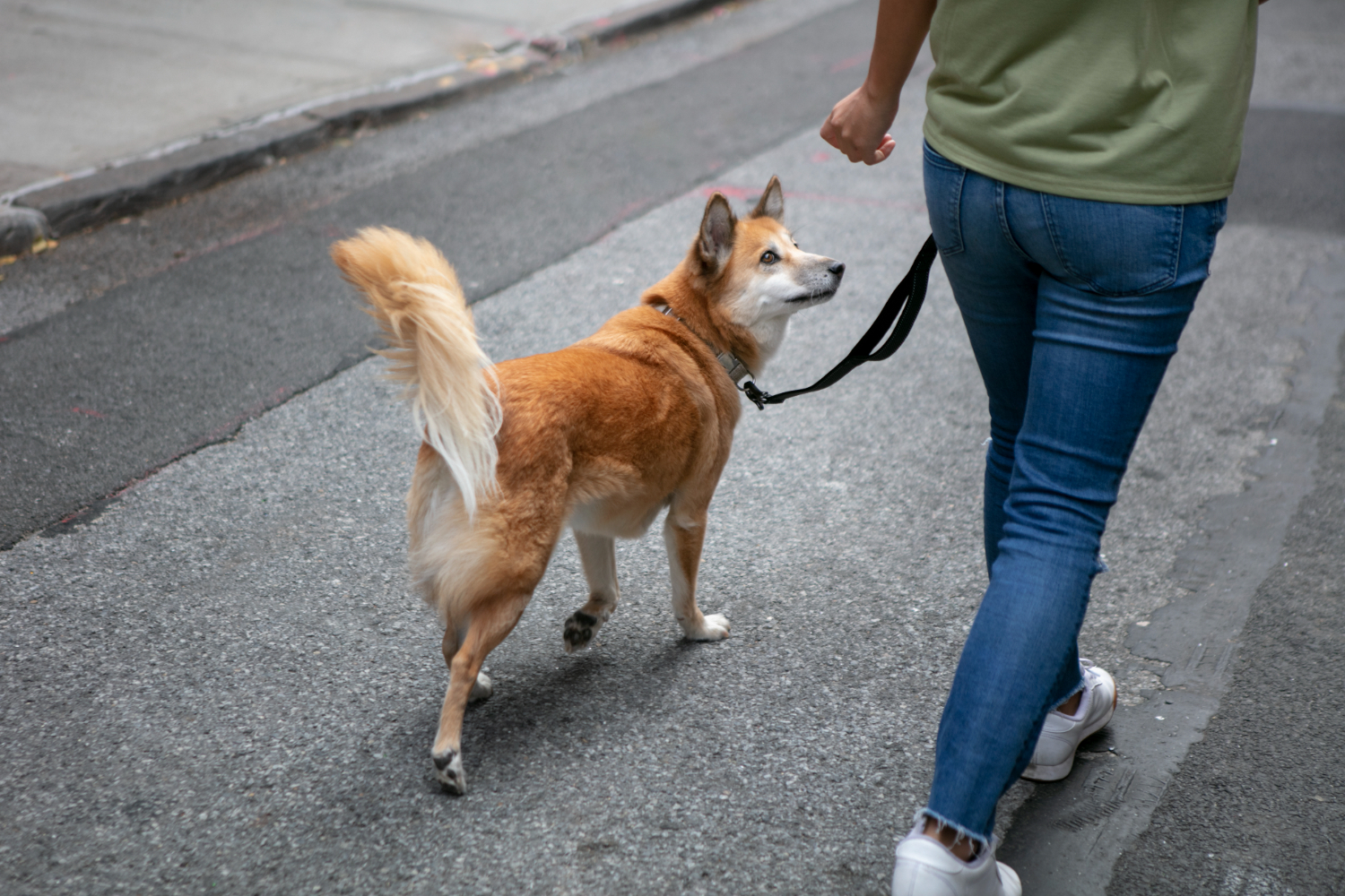 Veterinários destacam cuidados para os primeiros passeios dos cães