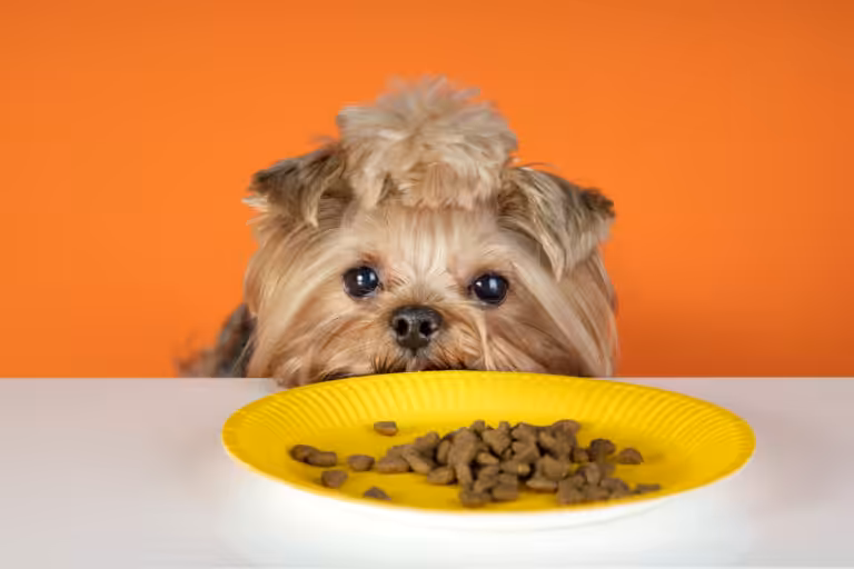 Relação entre nutrição animal e saúde dos pets maior que do pensávamos