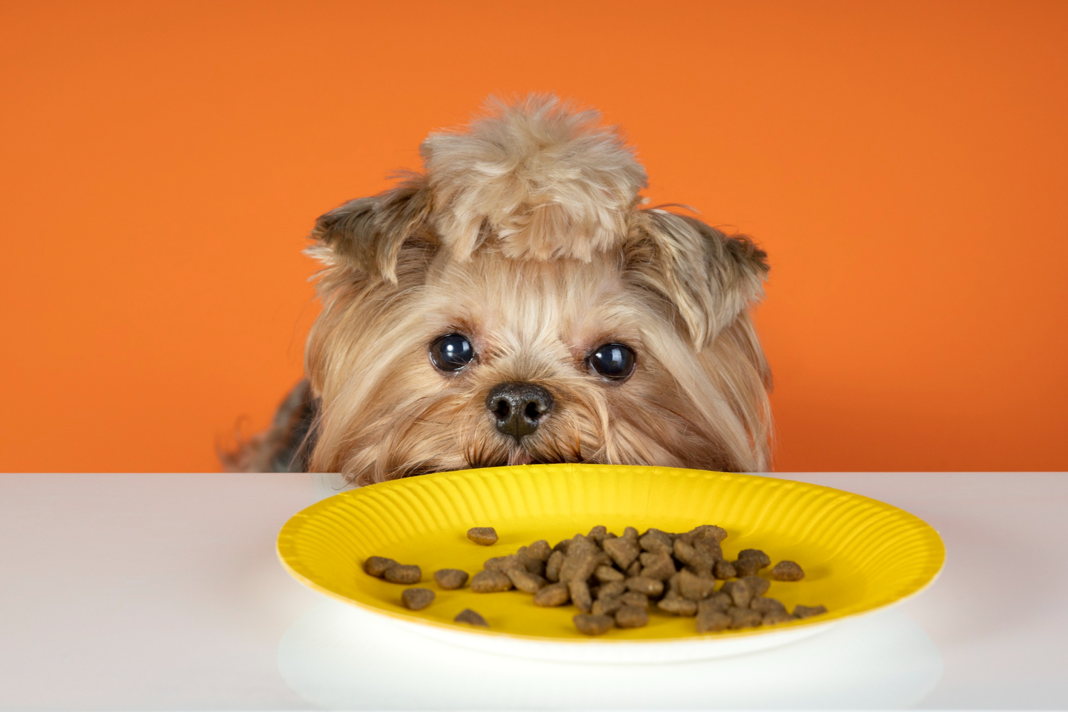 Relação entre nutrição animal e saúde dos pets maior que do pensávamos