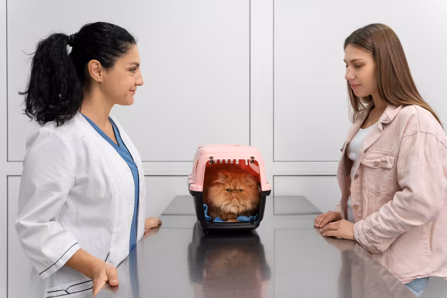 Como escolher a melhor clínica para meu gato?