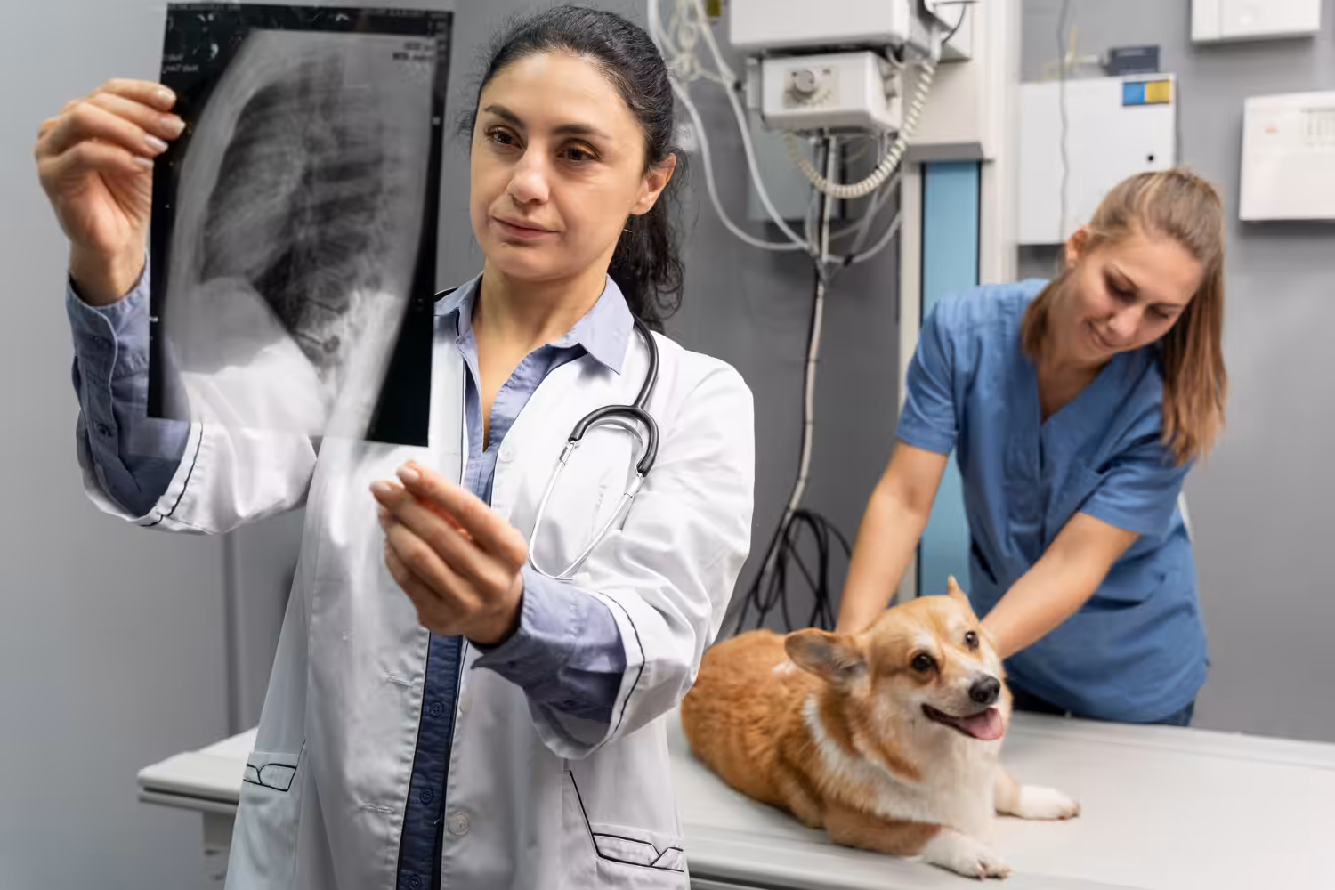 Diagnóstico por imagem é tema de curso focado em patologias veterinárias