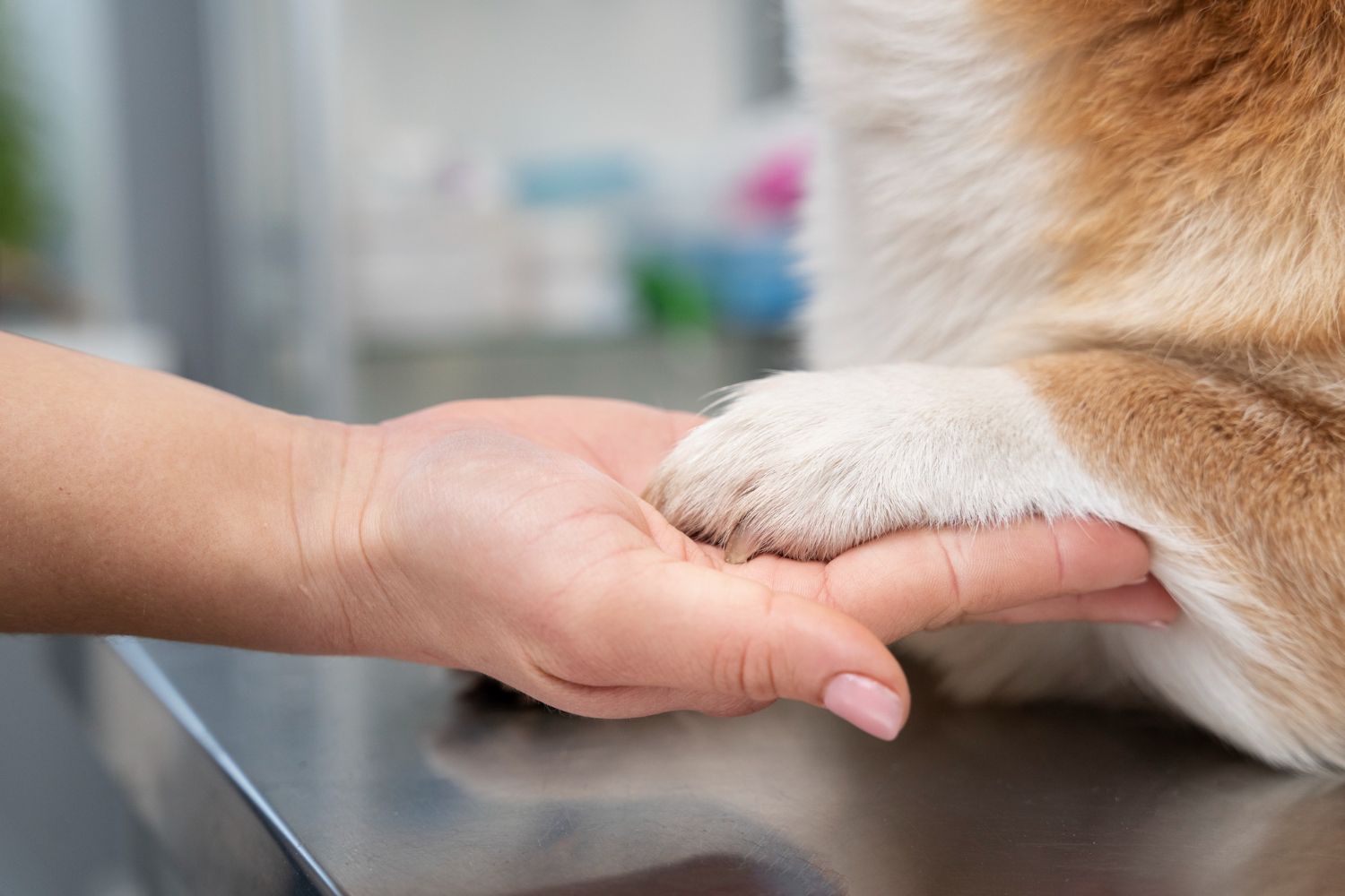 Saiba o que fazer se seu cão quebrar uma pata – Portal Cães e Gatos