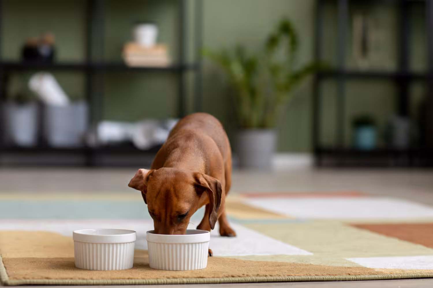 Alimentação adequada e personalizada beneficia a saúde de cães e gatos