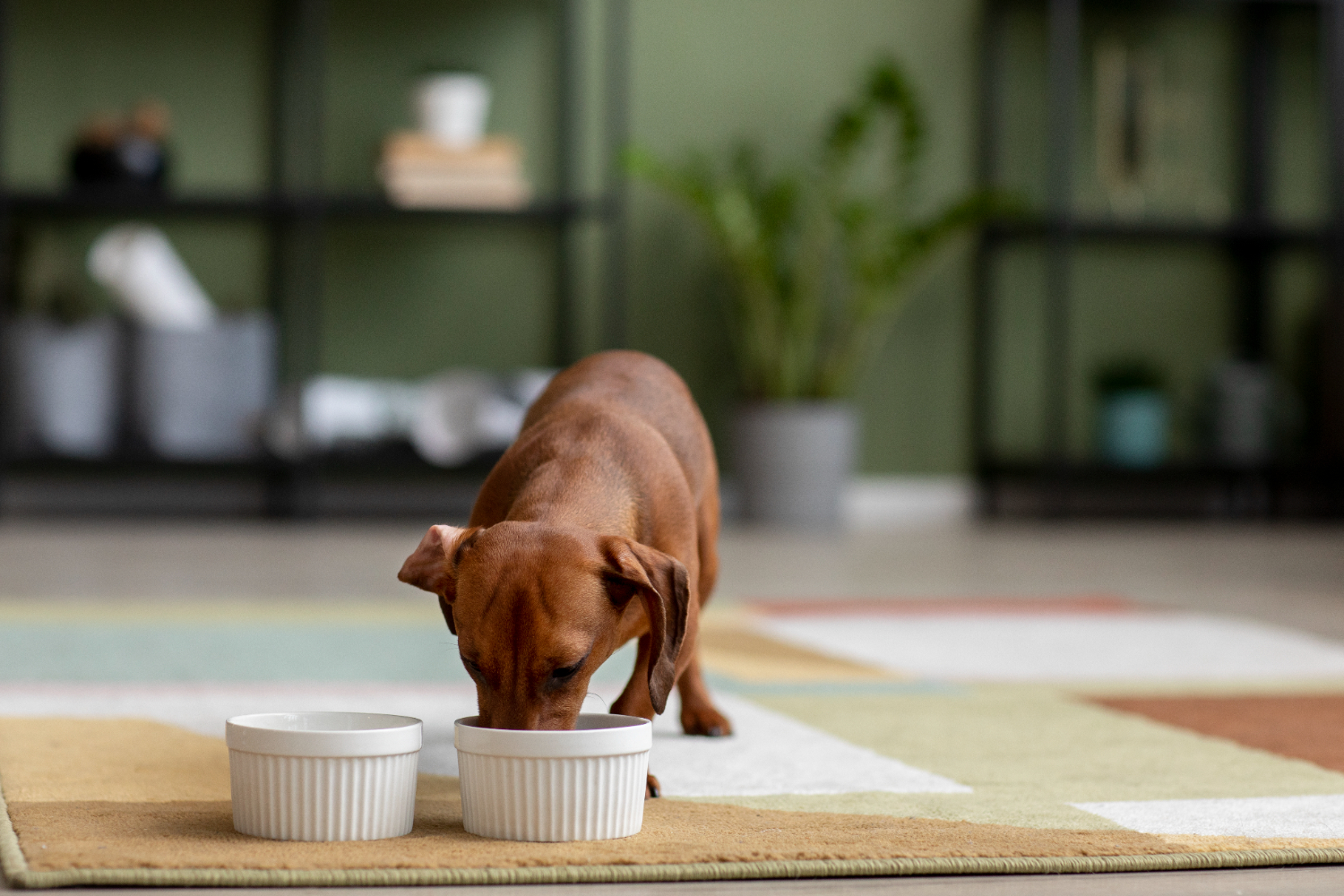 alimentaçao