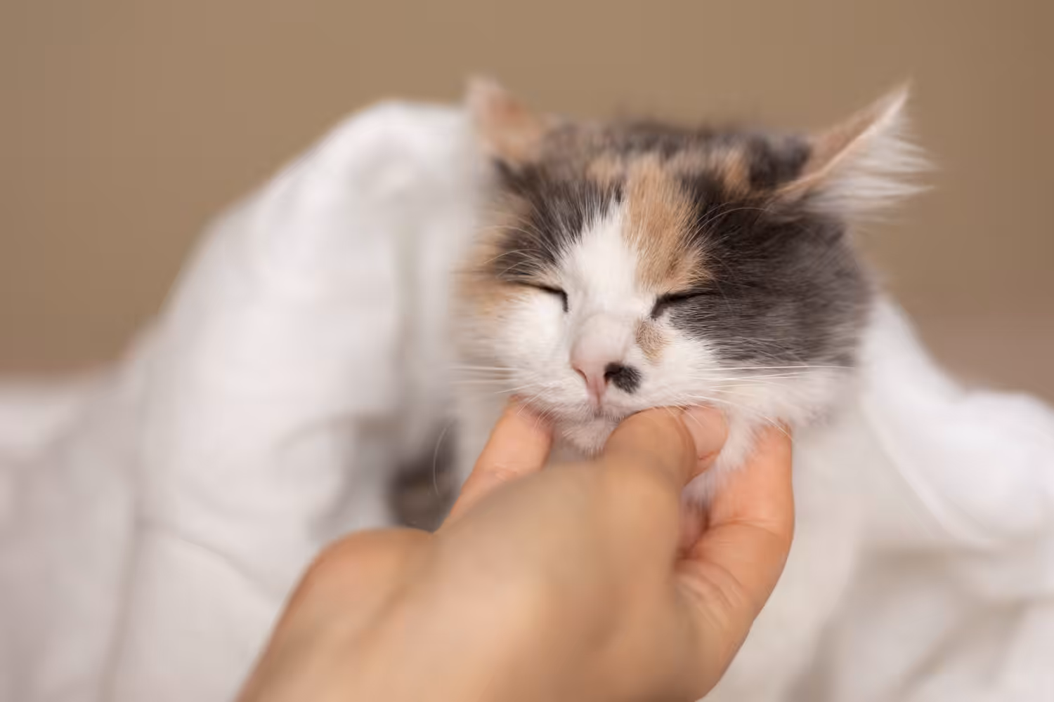 Podemos tocar nos filhotes recém-nascidos de gatos?