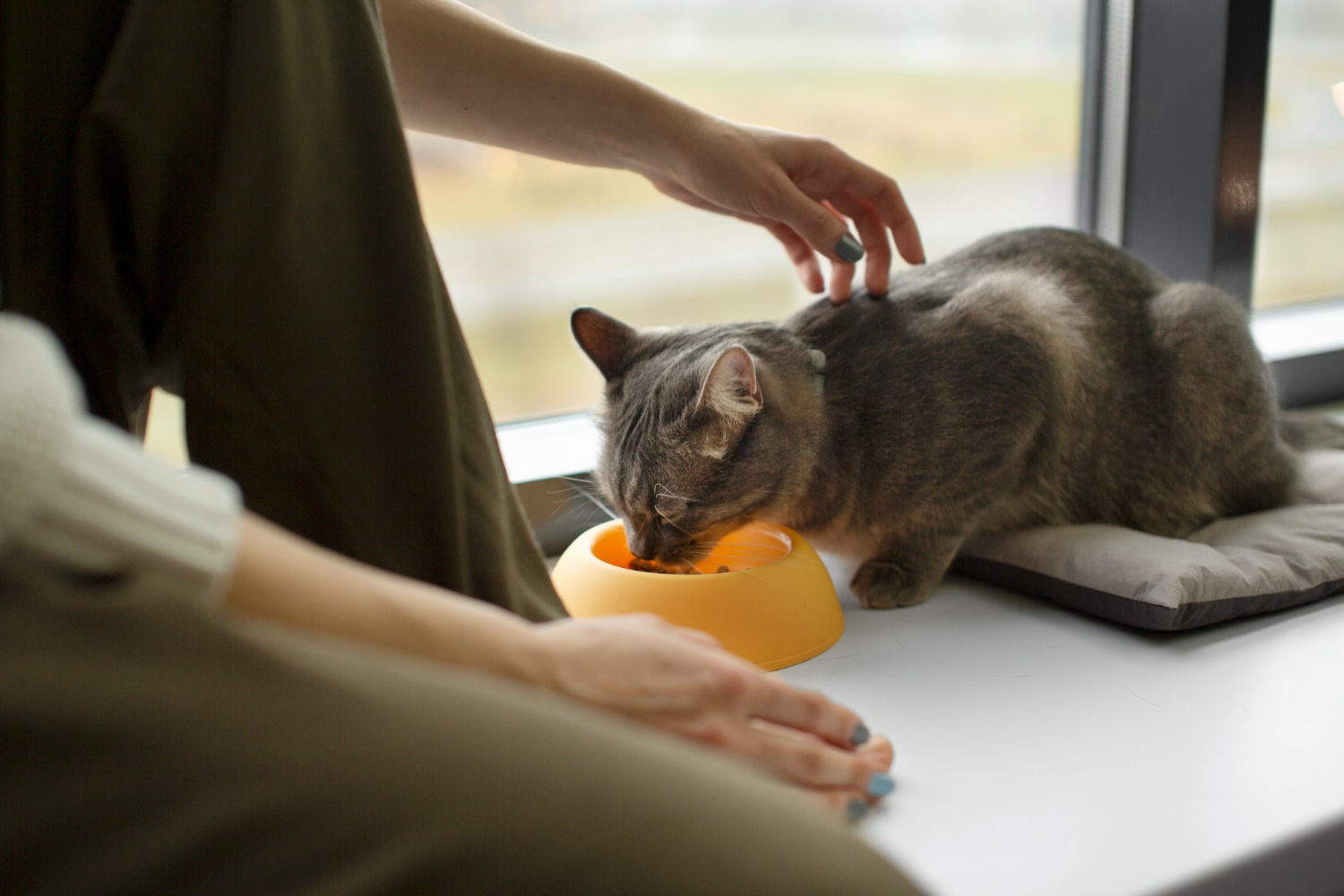 Alimentação equilibrada dos gatos pode contribuir para a longevidade