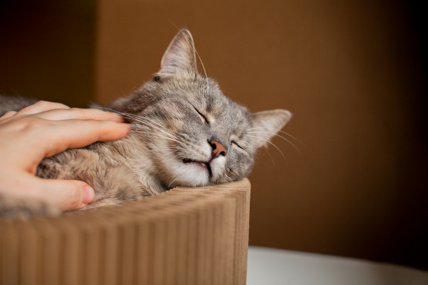 Cuidados específicos com os gatos podem prolongar a sua vida