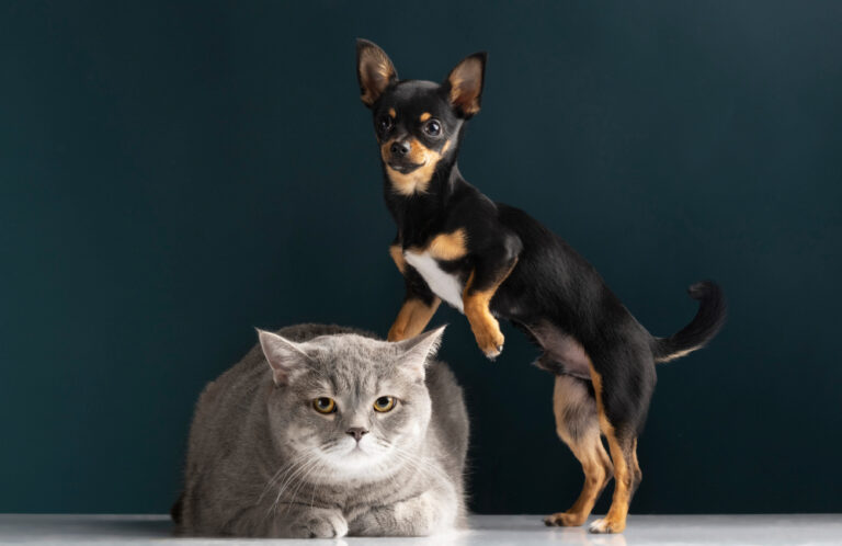 Animais deixam de ser considerados objetos no Novo Código Civil