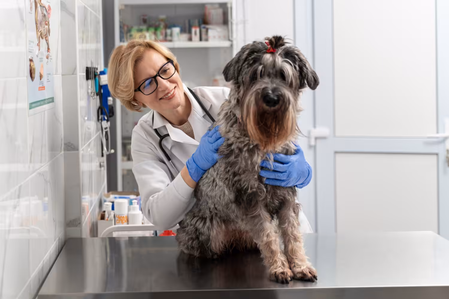 Entenda o papel do veterinário oncologista no tratamento dos pets