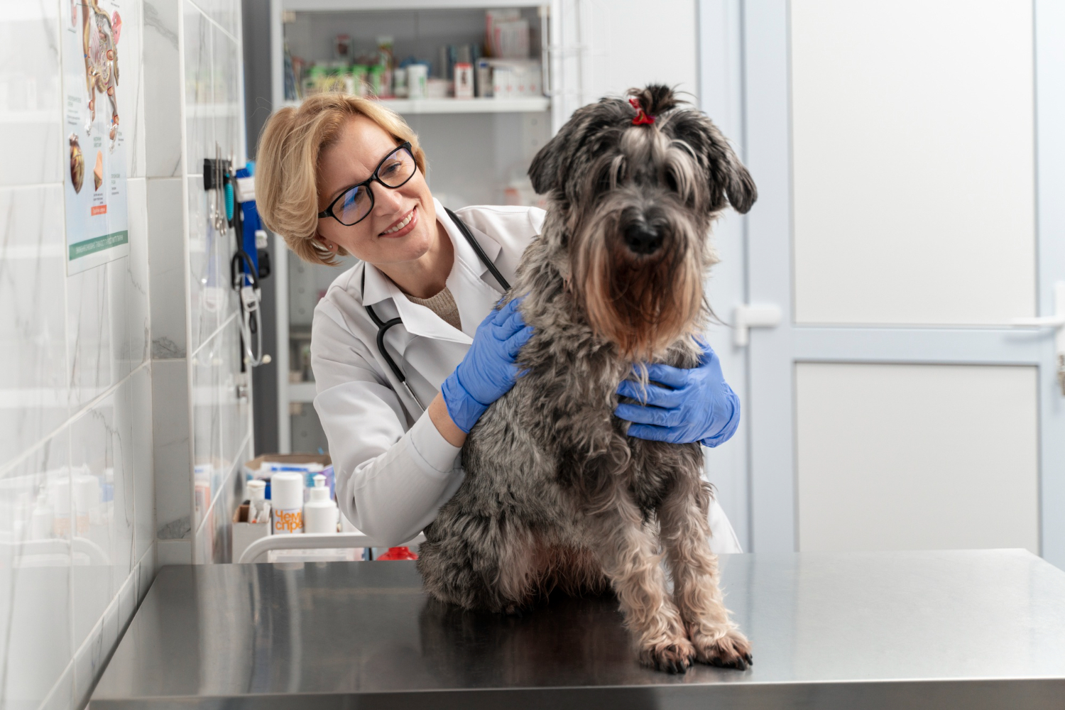 cachorro com oncologista