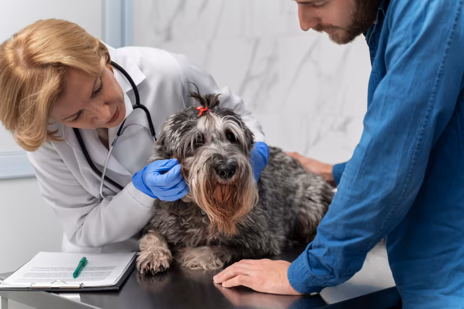Veterinário fala sobre a disfunção cognitiva canina