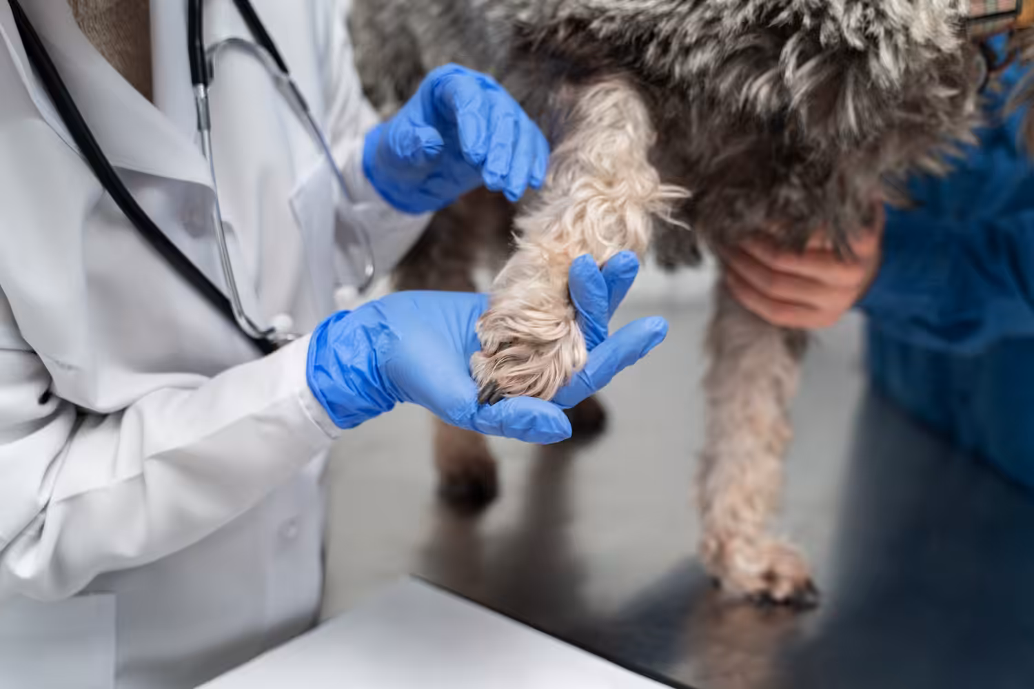 Tribunal Superior reafirma obrigatoriedade de registro de laboratório de análises clínicas veterinárias no CRMV-RS