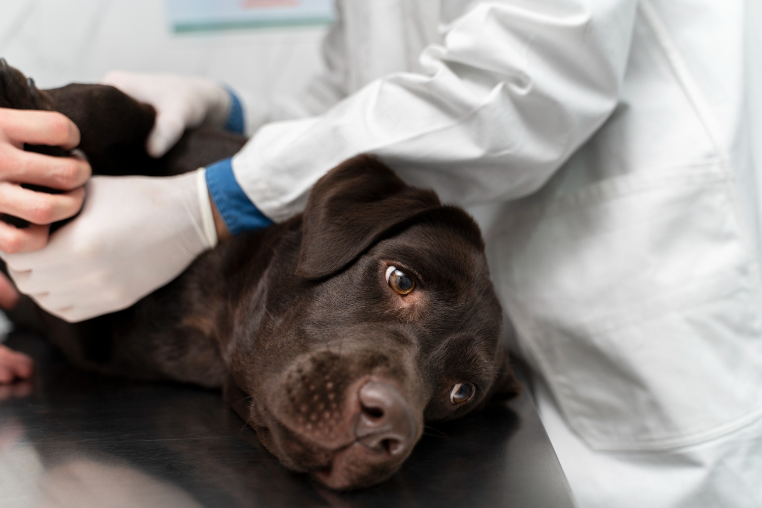Entenda como agir em casos de envenenamento de cães e gatos
